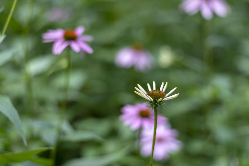 Эхинацея пурпурная (Echinacea purpurea)