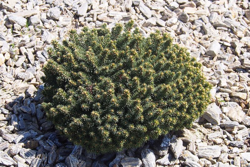 Ель колючая (голубая) (Picea pungens)