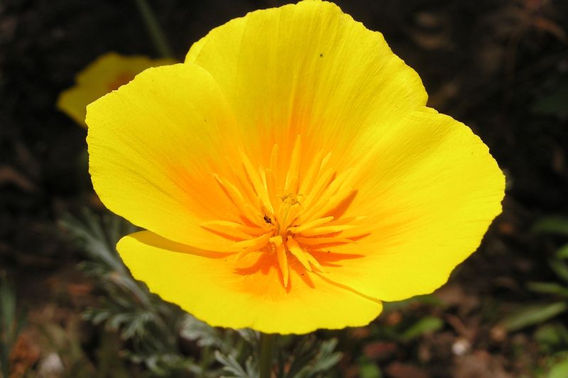 Эшшольция (Eschscholzia californica)