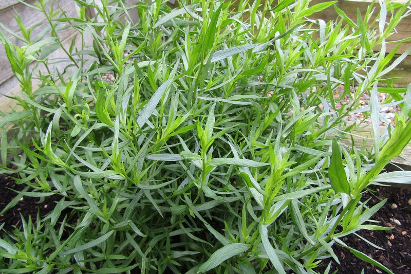 Эстрагон (Artemisia dracunculus)