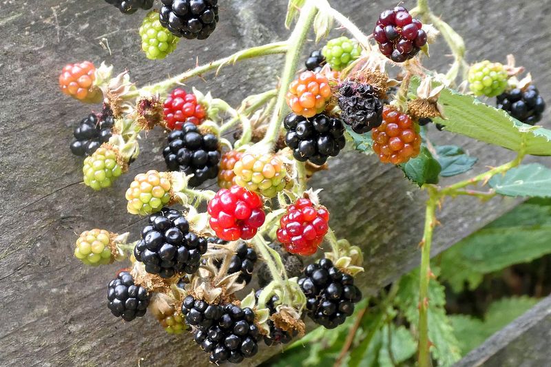 Ежевика (Rubus fruticosus agg.)