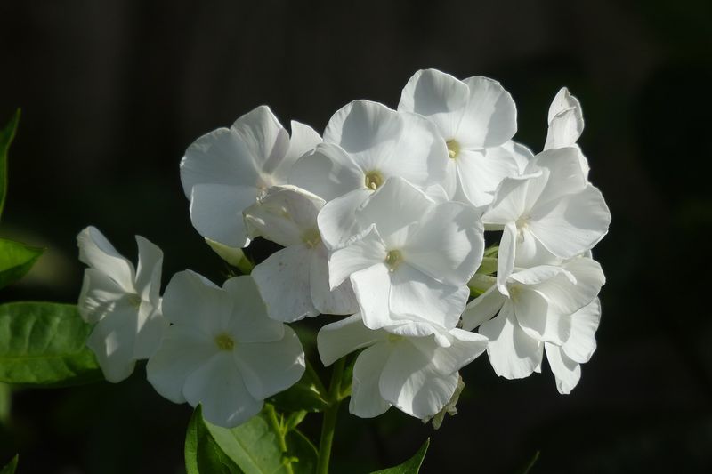 Флокс метельчатый (Phlox paniculata)