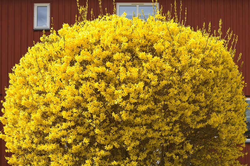 Форзиция (Forsythia)