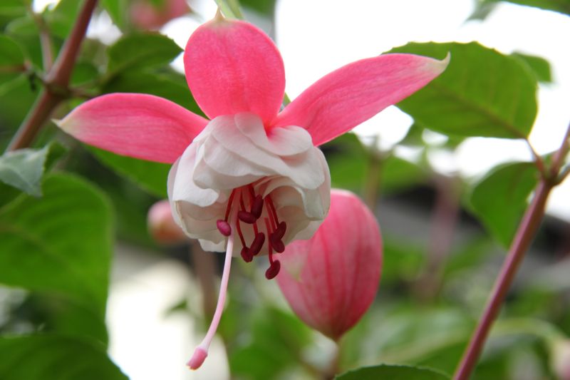 Фуксия (Fuchsia × hybrida)