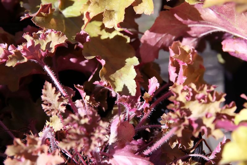 Гейхера (Heuchera × hybrida, Heuchera micrantha)