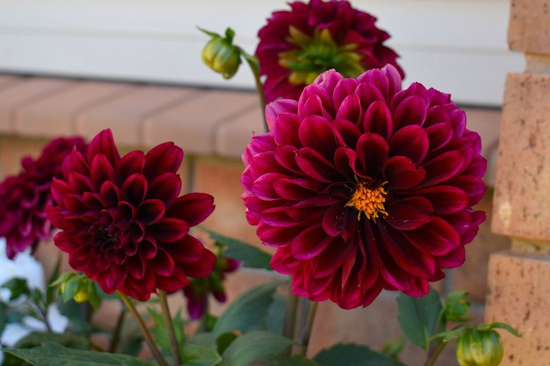 Георгин (Dahlia × hortensis)