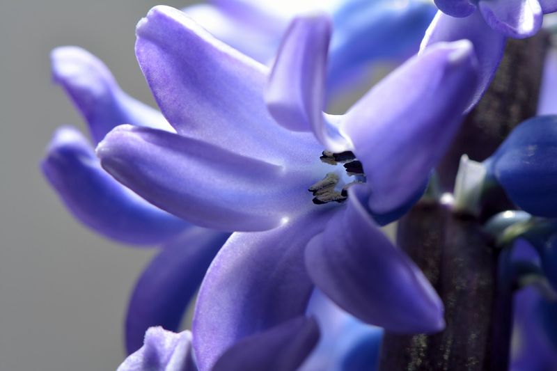 Гиацинт (Hyacinthus orientalis)