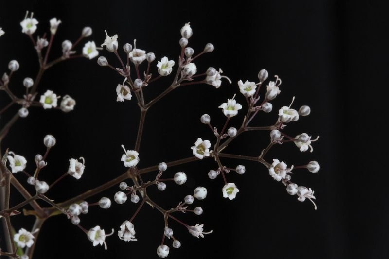 Гипсофила (Gypsophila paniculata, Gypsophila elegans, Gypsophila repens)