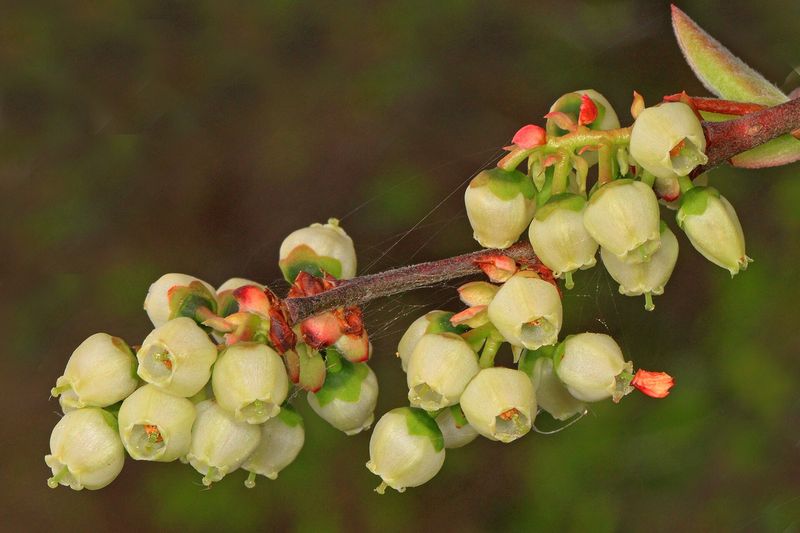 Голубика садовая (Vaccinium corymbosum)