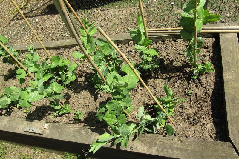 Горох овощной (Pisum sativum)