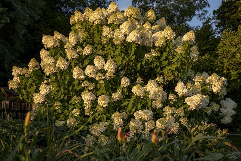 Гортензия метельчатая (Hydrangea paniculata)