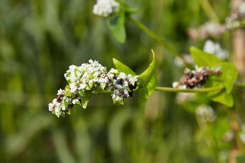 Гречиха (Fagopyrum esculentum)