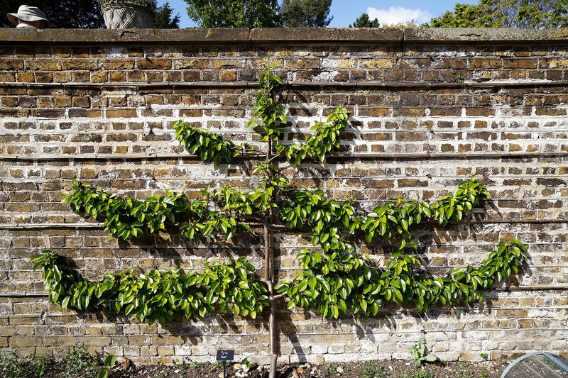 Груша (Pyrus communis)