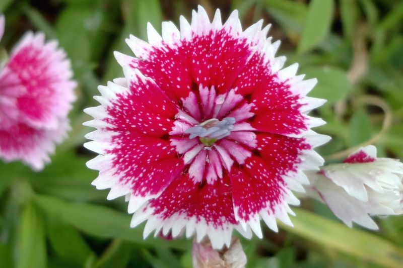 Гвоздика садовая (Dianthus)