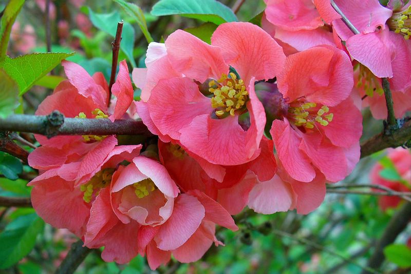 Айва японская (хеномелес) (Chaenomeles japonica)