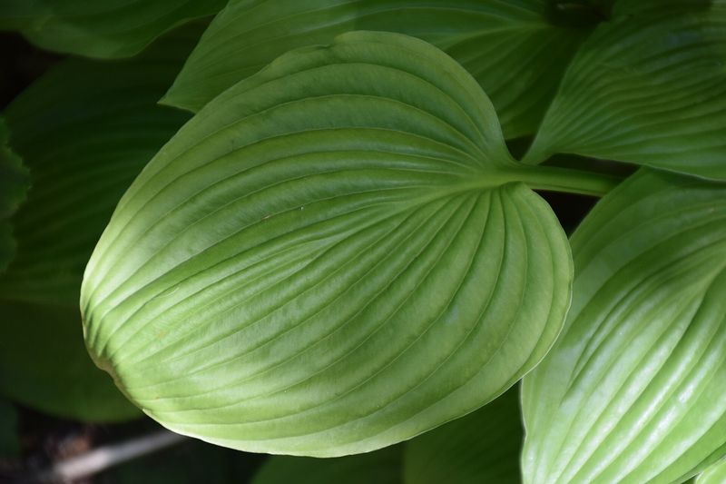 Хоста (Hosta)