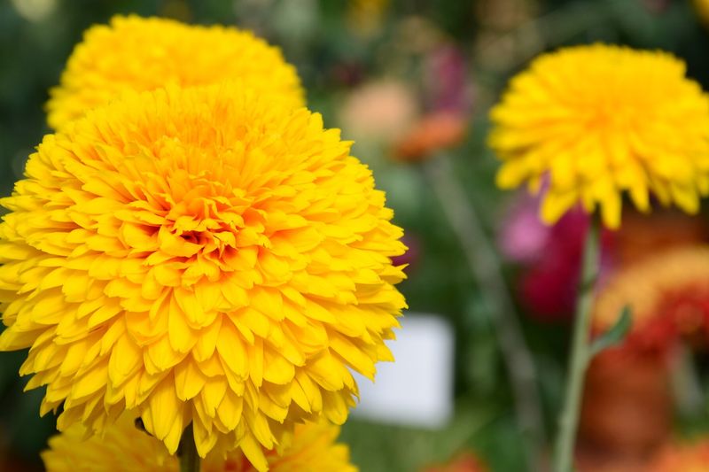Хризантема садовая (Chrysanthemum × morifolium, Chrysanthemum × koreanum)