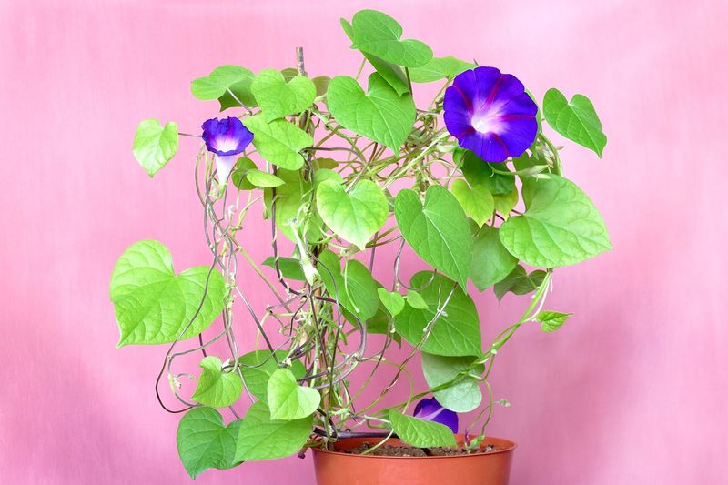 Ипомея (Ipomoea purpurea, Ipomoea tricolor)