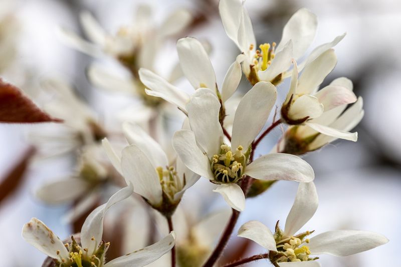 Ирга (Amelanchier)