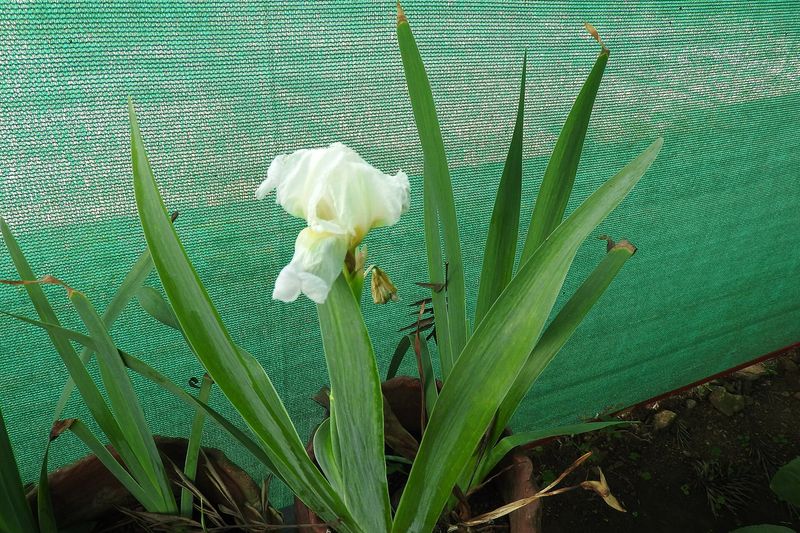 Ирис бородатый (Iris germanica)