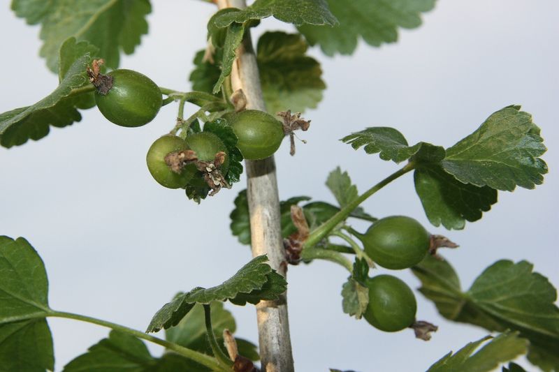 Йошта (Ribes × nidigrolaria)