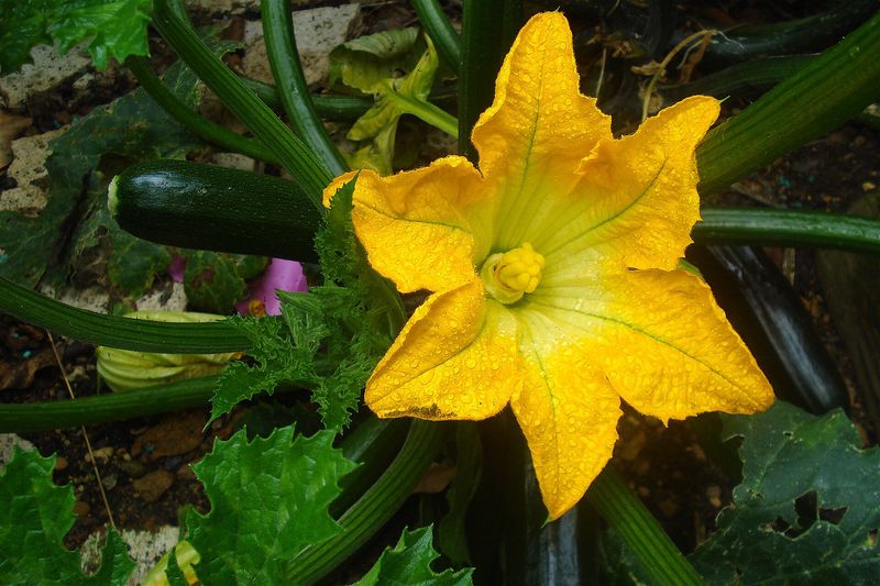 Кабачок (Cucurbita pepo)
