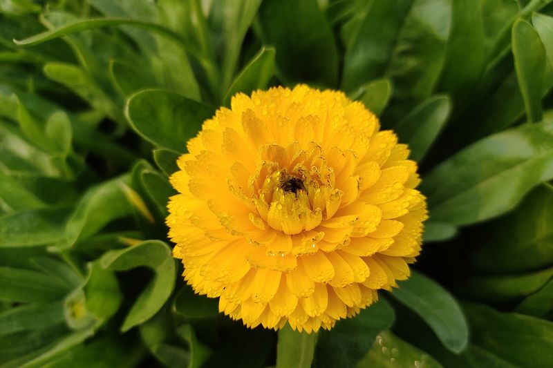 Календула (Calendula officinalis)
