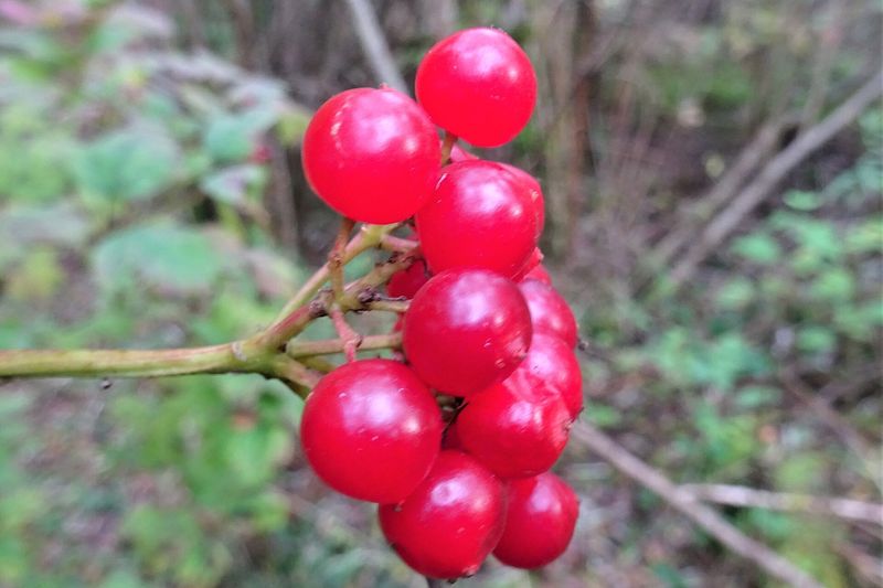Калина (Viburnum opulus)