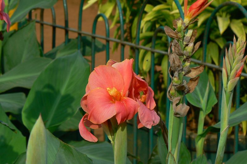 Канна (Canna × generalis)