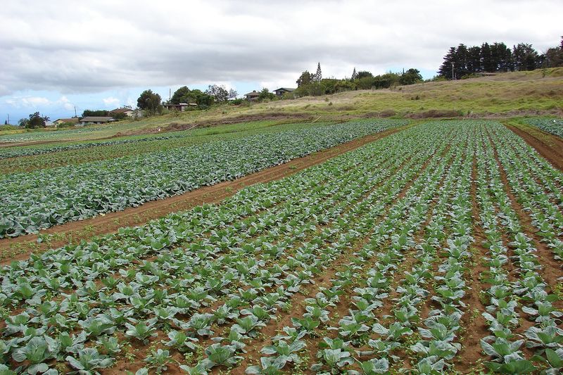 Капуста белокочанная (Brassica oleracea var. capitata)