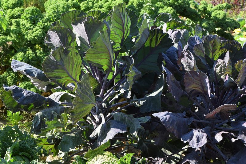 Капуста брюссельская (Brassica oleracea var. gemmifera)