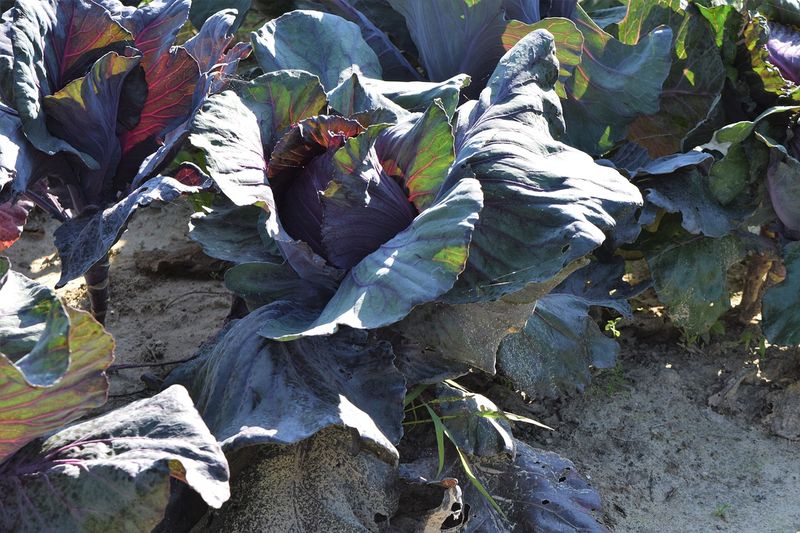Капуста краснокочанная (Brassica oleracea var. capitata f. rubra)