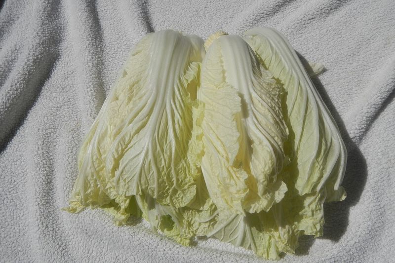 Капуста пекинская (Brassica rapa subsp. pekinensis)