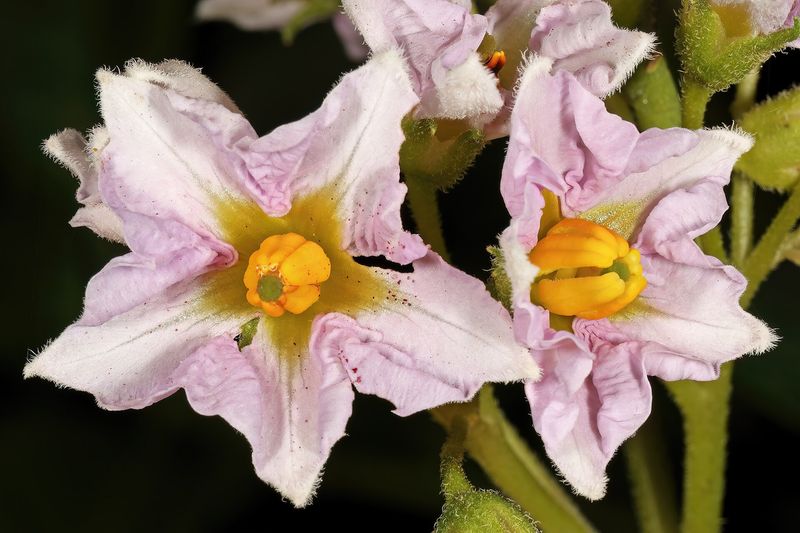Картофель (Solanum tuberosum)