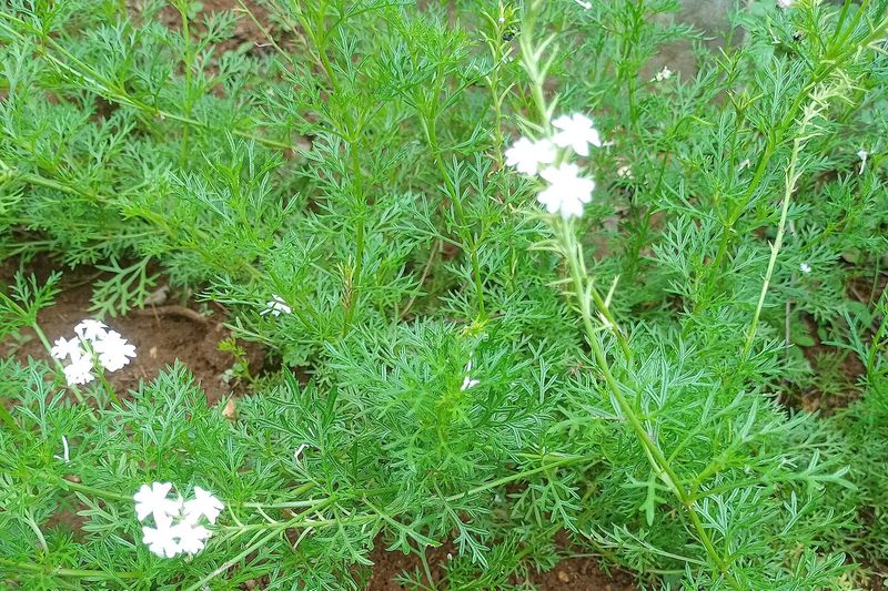 Кинза (Coriandrum sativum)