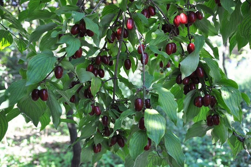 Кизил (Cornus mas)