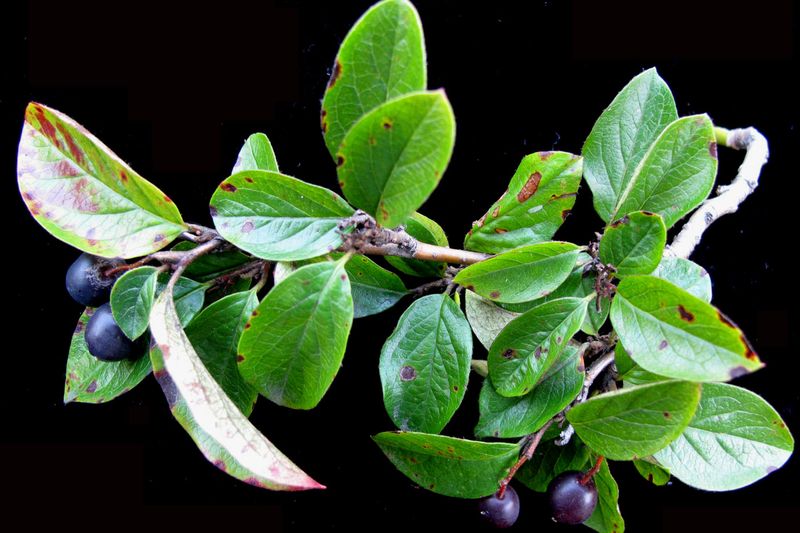 Кизильник блестящий (Cotoneaster lucidus)