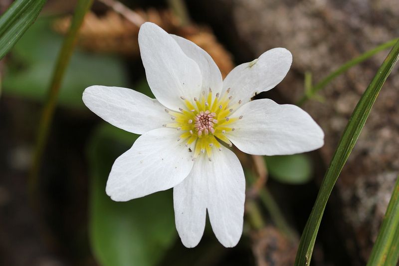 Клематис (Clematis)