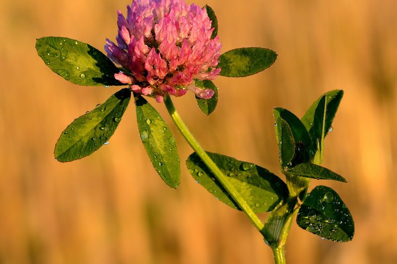 Клевер луговой (Trifolium pratense)