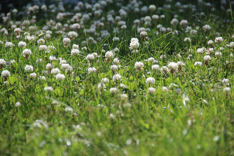 Клевер ползучий (Trifolium repens)