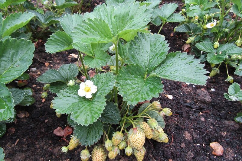 Клубника (земляника садовая) (Fragaria × ananassa)