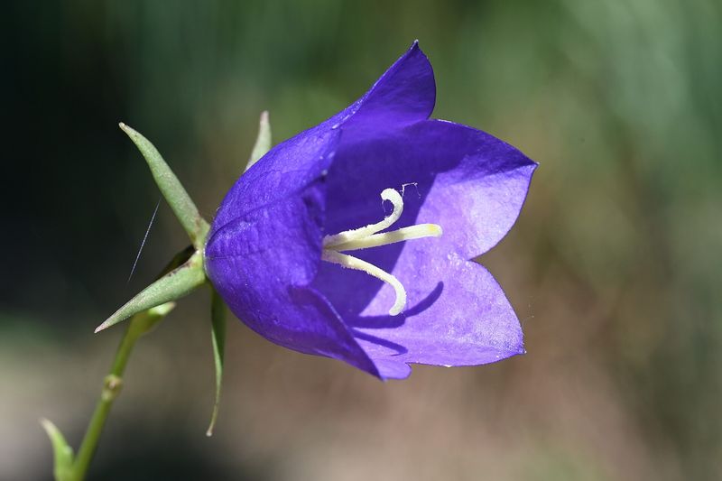 Колокольчик садовый (Campanula persicifolia, Campanula glomerata, Campanula carpatica, Campanula medium)