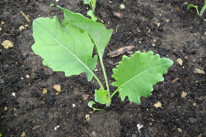 Кольраби (Brassica oleracea var. gongylodes)