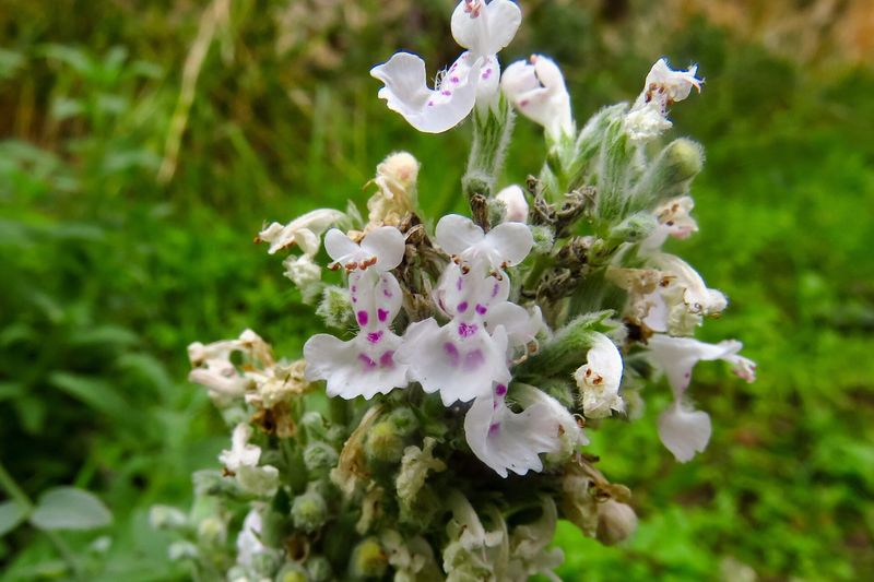 Котовник кошачий (Nepeta cataria)