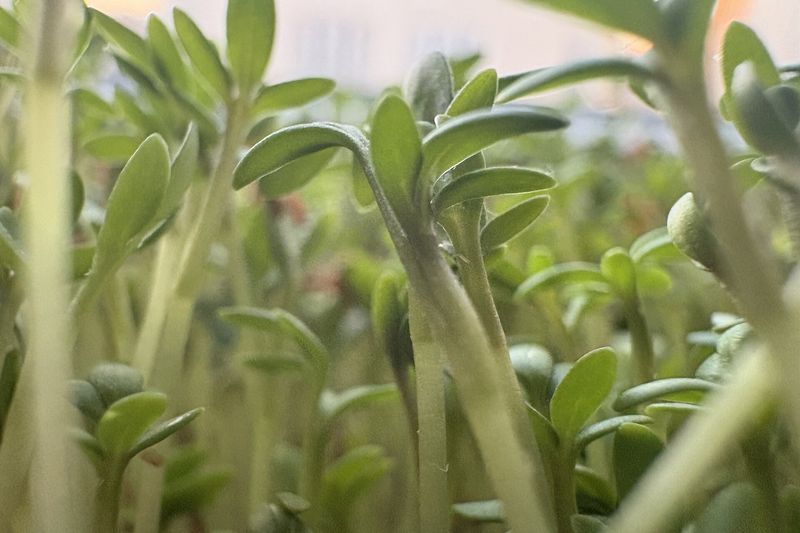 Кресс-салат (Lepidium sativum)