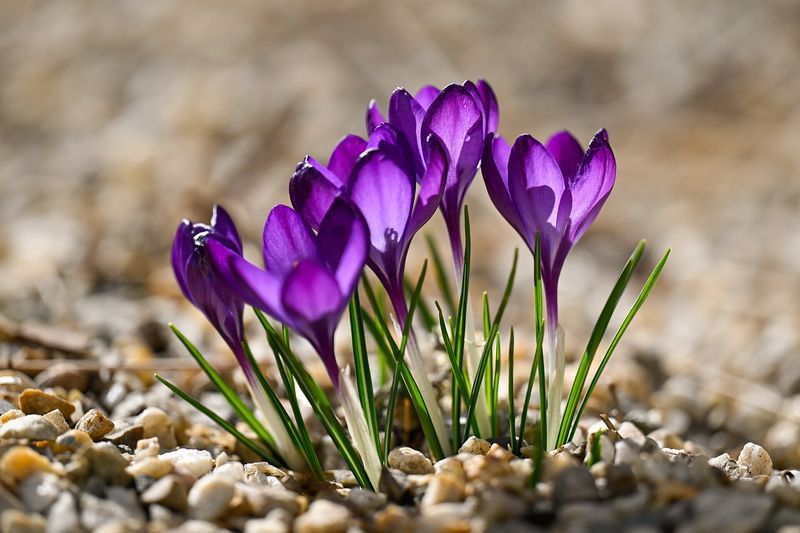 Крокус (Crocus)