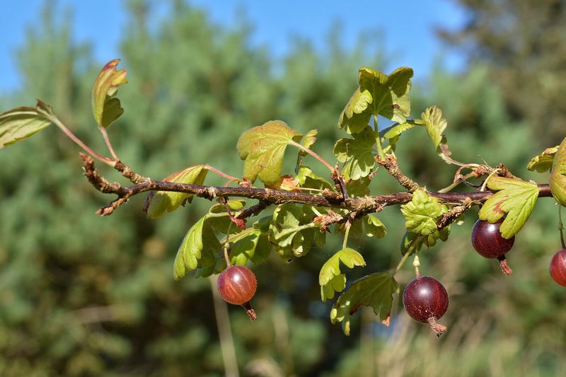 Крыжовник (Ribes uva-crispa)