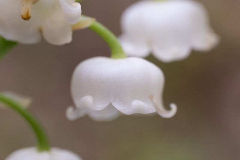Ландыш майский (Convallaria majalis)