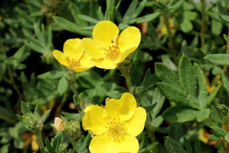 Лапчатка кустарниковая (Dasiphora fruticosa (Potentilla fruticosa))