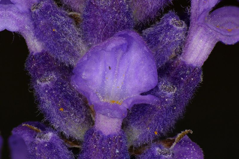 Лаванда узколистная (Lavandula angustifolia)